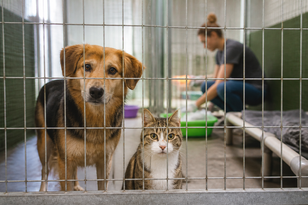Été 2026 : pourquoi les abandons d'animaux battent des records et comment agir