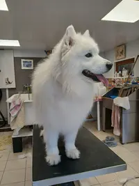 Mon Chien C Est Quelqu Un