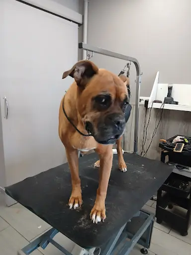 Style Dog