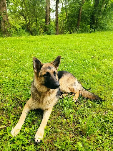 Abi Dog Éducateur Canin et Garde de Chiens Mourenx 64