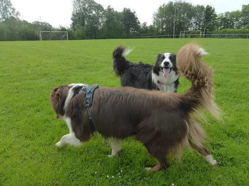 Laeti Zamours Éducateur Canin. Pension Canine
