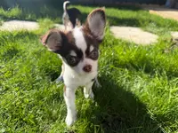 Au Domaine des Chihuahuas
