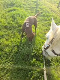 Liberté Canine