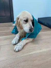 l'Ame Canine