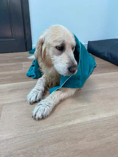 l'Ame Canine