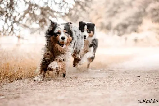 Canis Dei - Éducateur Canin - Comportementaliste