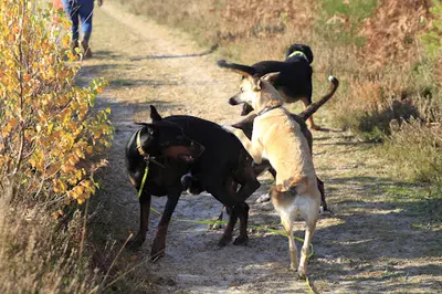 Education Canine - Terre de Chien