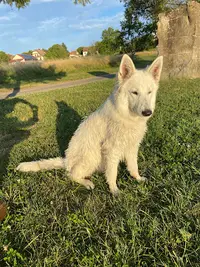 Domaine de la Heidenkirche, Éleveurs de Berger Blanc Suisse