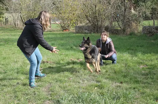 Les Compagnons de Latika -elevage de Goldens Lof, Éducation & Pension Canine