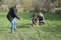 Les Compagnons de Latika -elevage de Goldens Lof, Éducation & Pension Canine