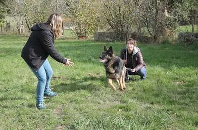 Les Compagnons de Latika -elevage de Goldens Lof, Éducation & Pension Canine