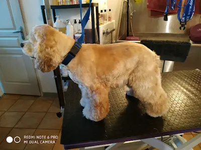 A l'Institut Oh My Dog Toilettage