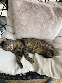 Au Royaume du Chat