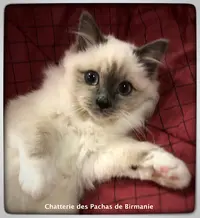 Chatterie des Pachas de Birmanie