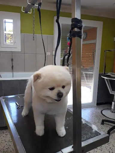 Le Salon du Chien