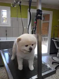Le Salon du Chien