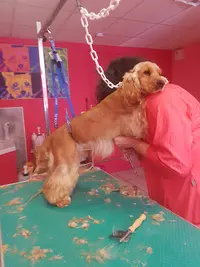 Au Temps de Chien