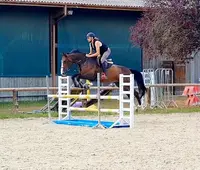 Foeller Sport Horses