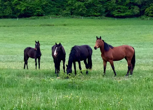 Haras de la Charme