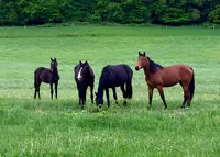Haras de la Charme
