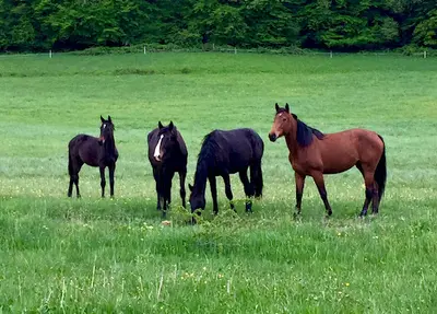Haras de la Charme