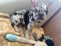 Élevage de Bouledogues Français By Lullibully S