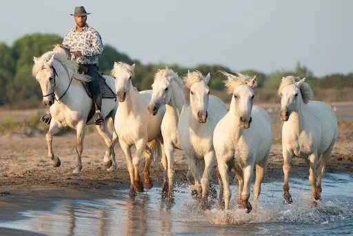 Equitation Exclusive en Camargue