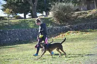 1 Vie 2 Chiens