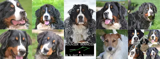 Bouviers Bernois de la Dent de Rossanaz
