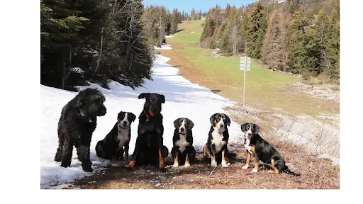 Pension Canine Familiale de la Perle des Bauges