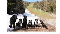 Pension Canine Familiale de la Perle des Bauges