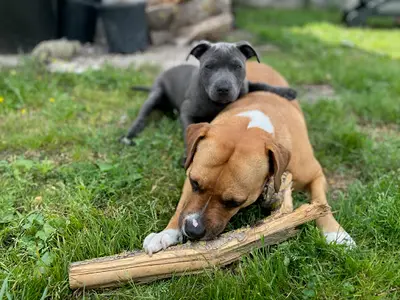 Coeur sur la Patte : Éducateur, Comportementaliste Canin et Petsitter