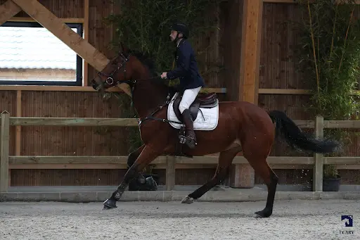 Horse Consulting