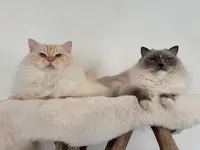 Chatterie des Boules de Coton