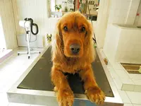 Crazy Dog