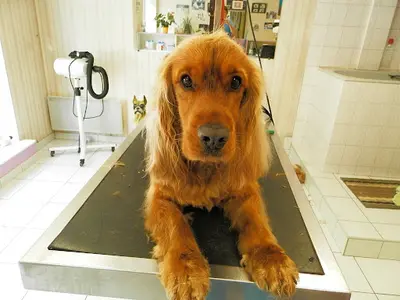 Crazy Dog