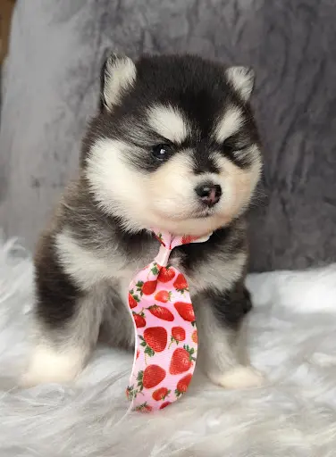 Drôle de Chien Élevage Carlin Exotique, Pomsky, Chihuahua et York Biewer Dans les Landes