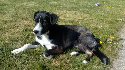 Association Canine Airoise