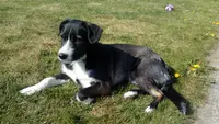 Association Canine Airoise