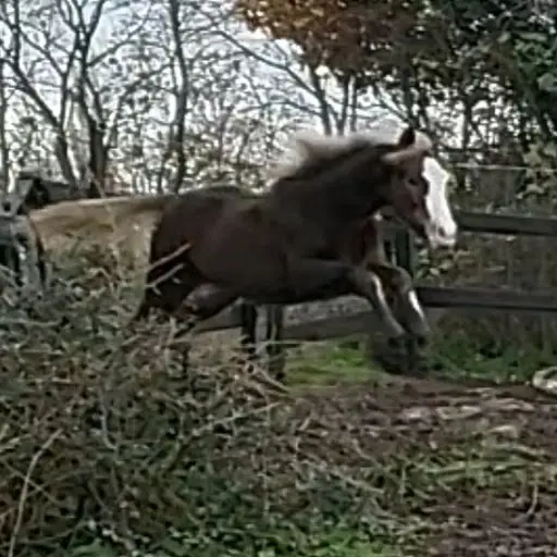 Lumi K Élevage de Chevaux et Poneys