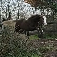 Lumi K Élevage de Chevaux et Poneys