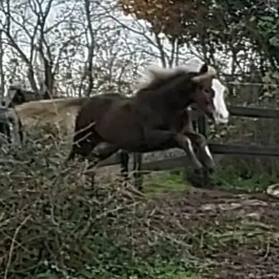 Lumi K Élevage de Chevaux et Poneys