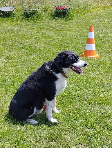 Centre d'Éducation Canine Bernard Clerget