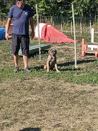 Aix Sport Canin