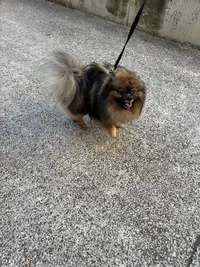 Attitude Dog