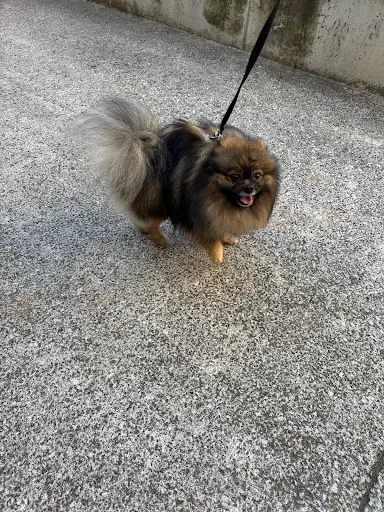 Attitude Dog