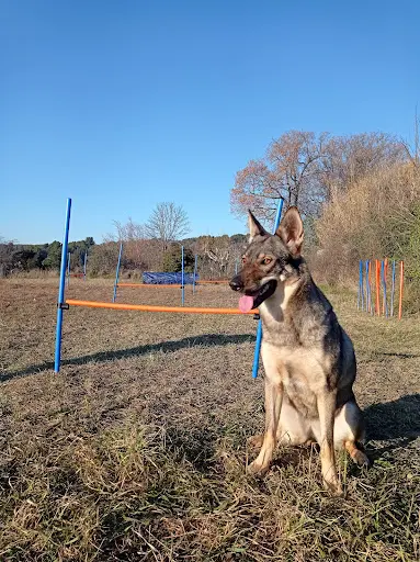 Dog Company - Éducation Canine - Aix en Provence
