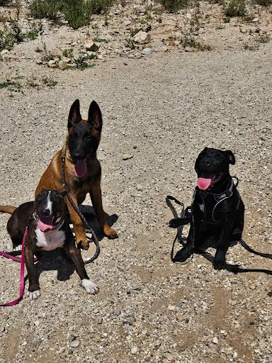 Dog S Time 13, Éducateur Comportementaliste Canin À Aix en Provence et les Bouches-du-rhône, 13