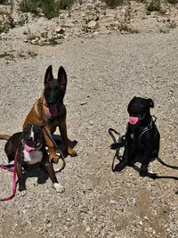 Dog S Time 13, Éducateur Comportementaliste Canin À Aix en Provence et les Bouches-du-rhône, 13