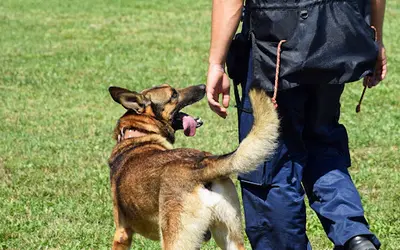 Dogland